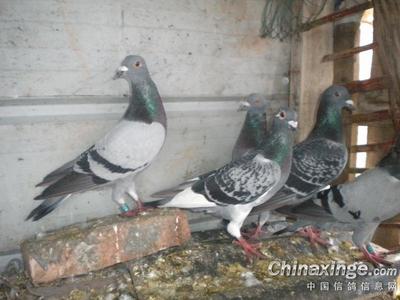 晒晒我的菜鸽--中国信鸽信息网相册